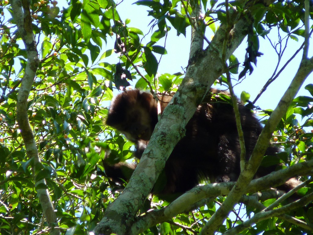 Foto: Sendero Macuco - Cataratas del Iguazú (Misiones), Argentina