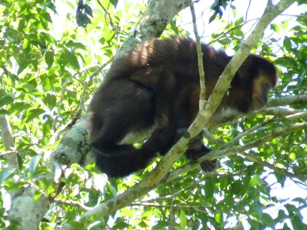 Foto: Sendero Macuco - Cataratas del Iguazú (Misiones), Argentina