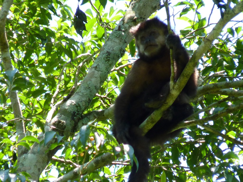 Foto: Sendero Macuco - Cataratas del Iguazú (Misiones), Argentina