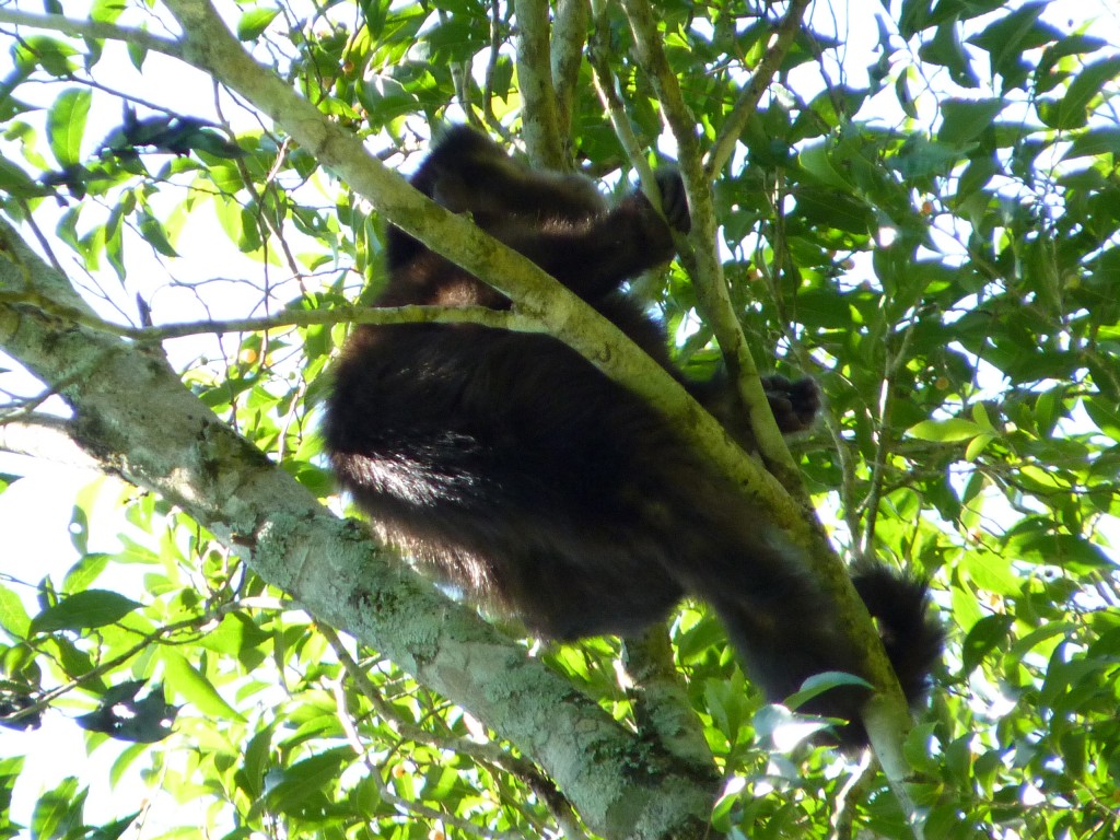 Foto: Sendero Macuco - Cataratas del Iguazú (Misiones), Argentina