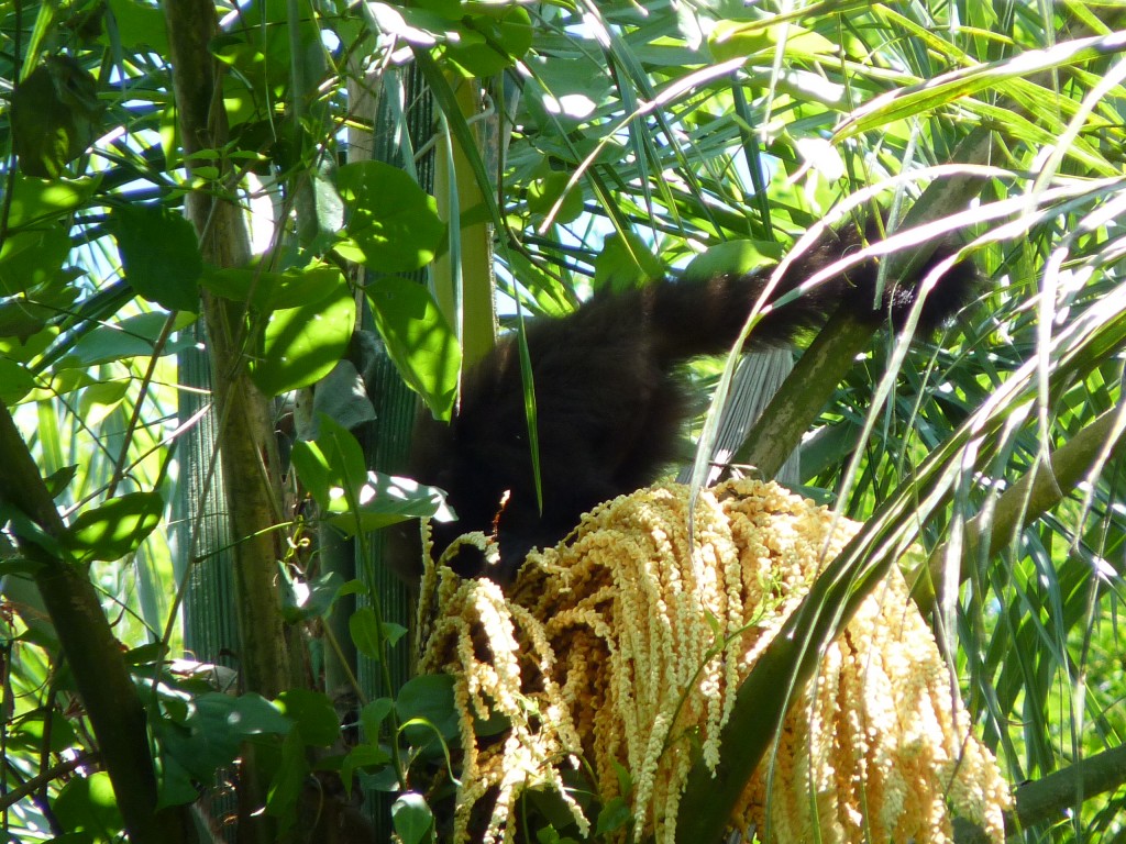 Foto: Sendero Macuco - Cataratas del Iguazú (Misiones), Argentina