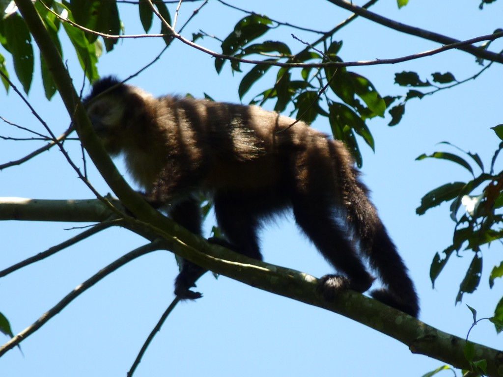 Foto: Monos - Cataratas del Iguazú (Misiones), Argentina