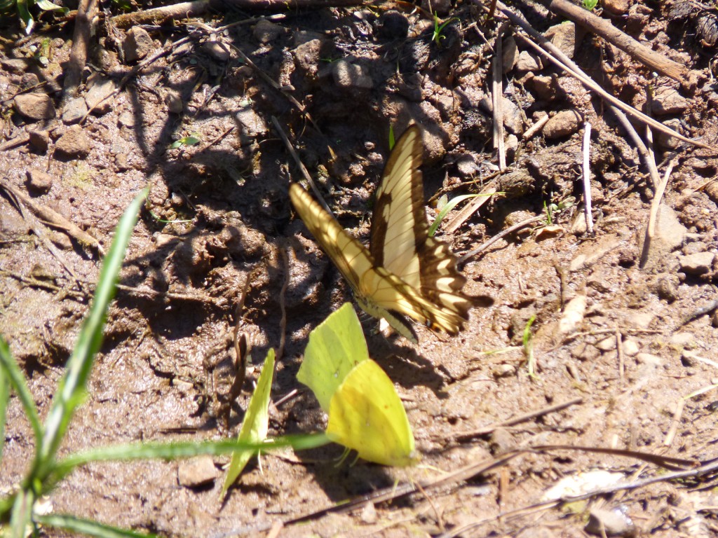 Foto: Mariposas - Cataratas del Iguazú (Misiones), Argentina