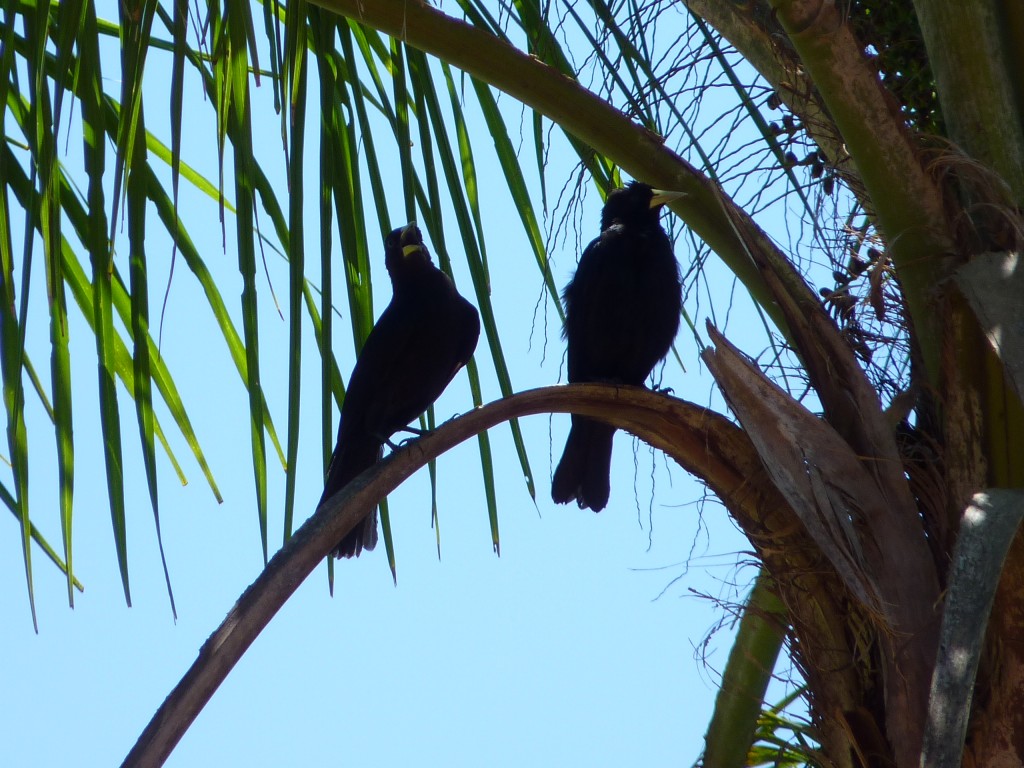 Foto: Urracas - Cataratas del Iguazú (Misiones), Argentina