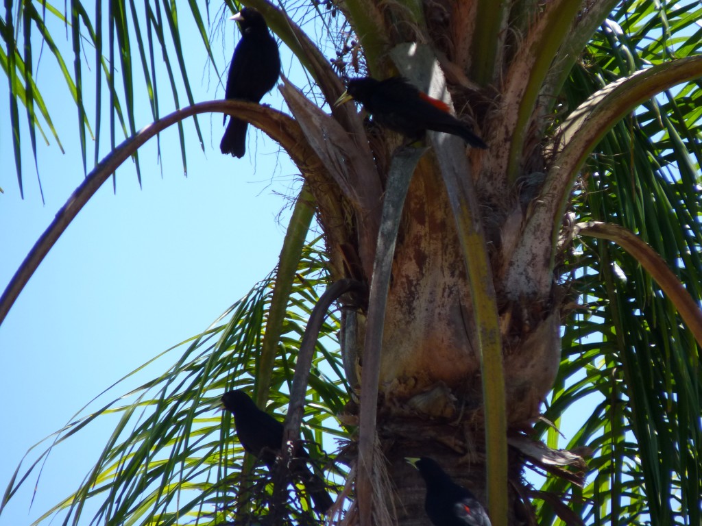 Foto: Urracas - Cataratas del Iguazú (Misiones), Argentina