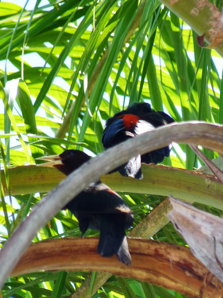 Foto: Urracas - Cataratas del Iguazú (Misiones), Argentina