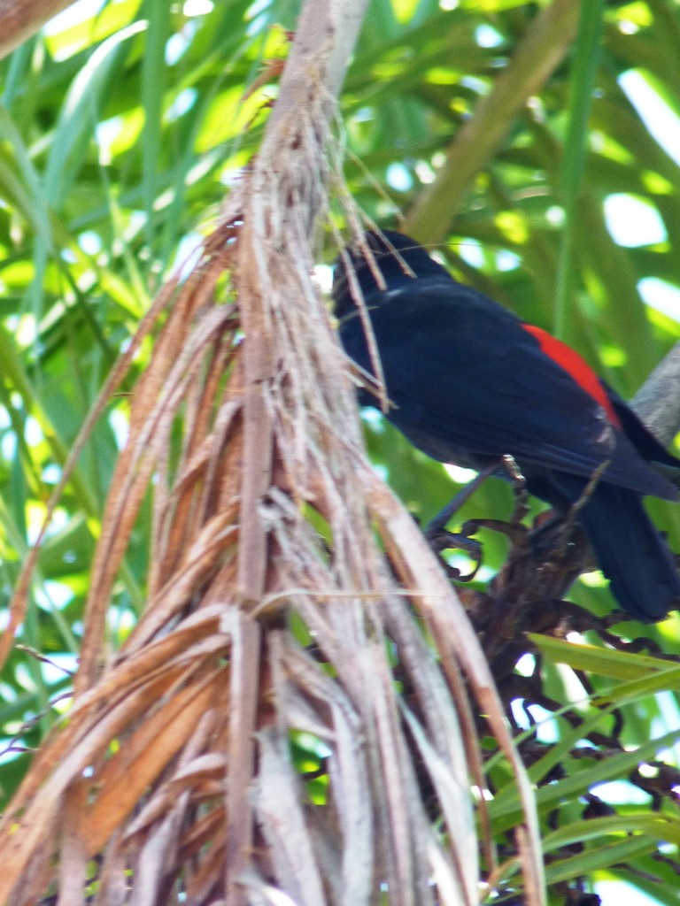 Foto: Urracas - Cataratas del Iguazú (Misiones), Argentina
