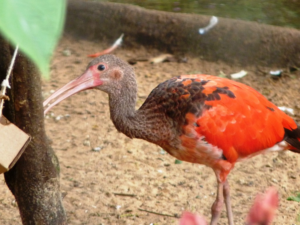 Foto: Parque das aves. - Foz do Iguaçu (Paraná), Brasil