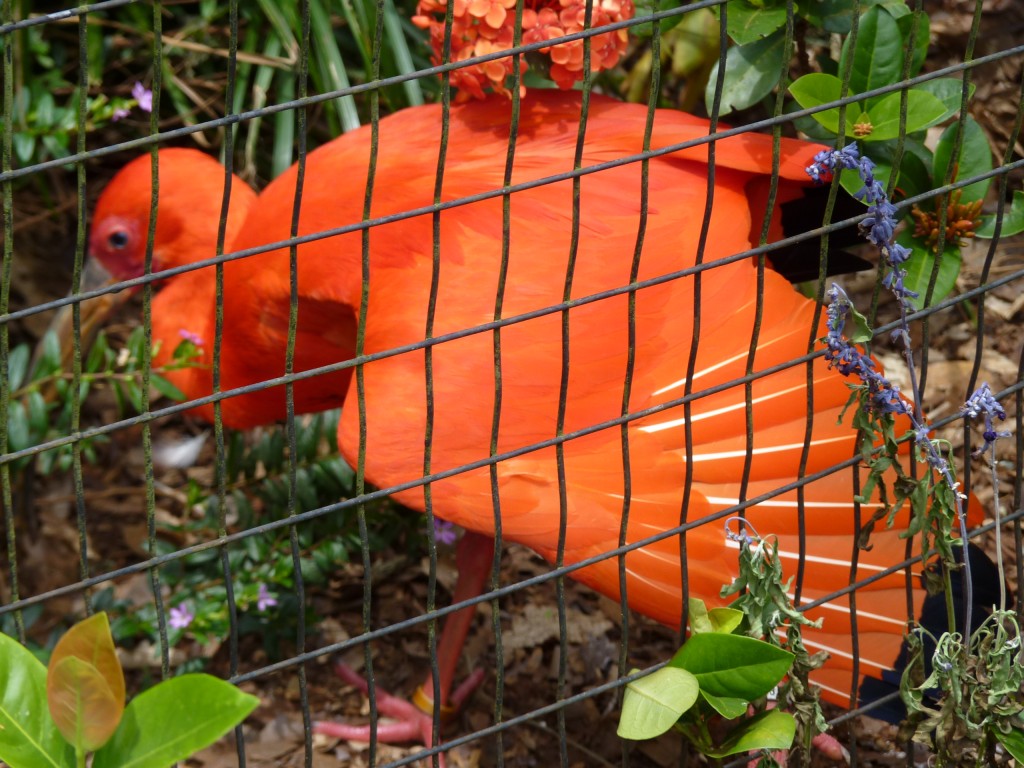 Foto: Parque das aves. - Foz do Iguaçu (Paraná), Brasil