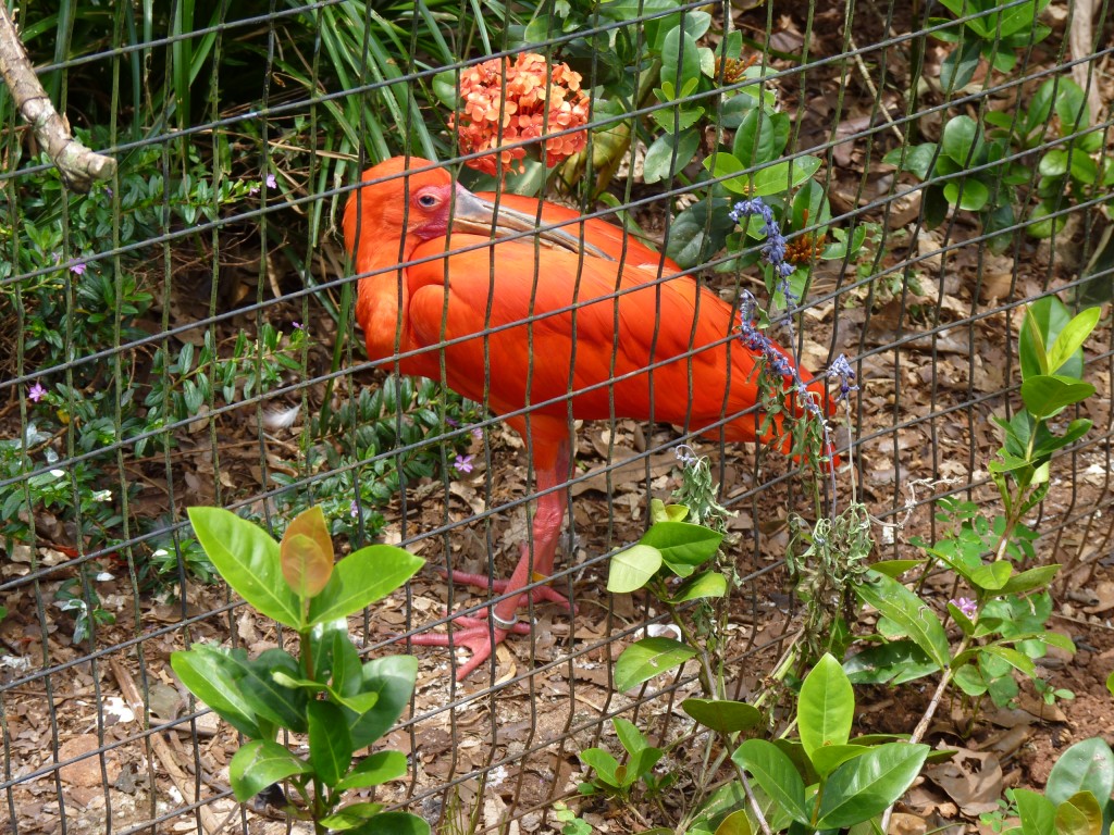 Foto: Parque das aves. - Foz do Iguaçu (Paraná), Brasil