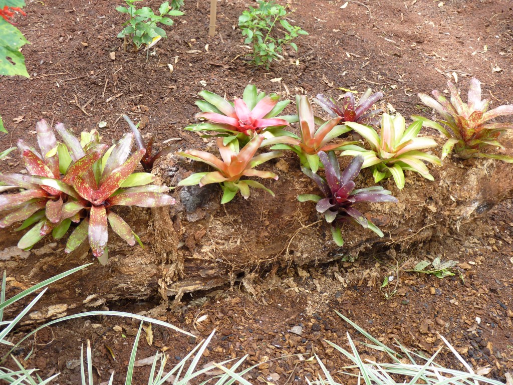 Foto: Parque das aves. - Foz do Iguaçu (Paraná), Brasil