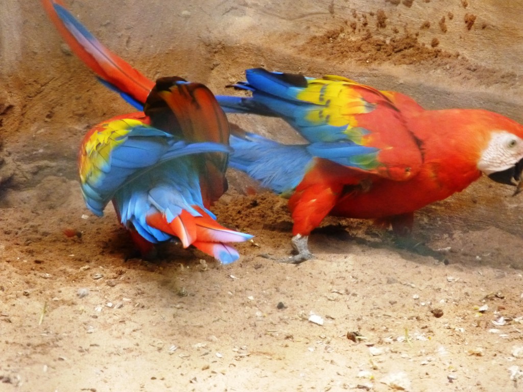 Foto: Parque das aves. - Foz do Iguaçu (Paraná), Brasil
