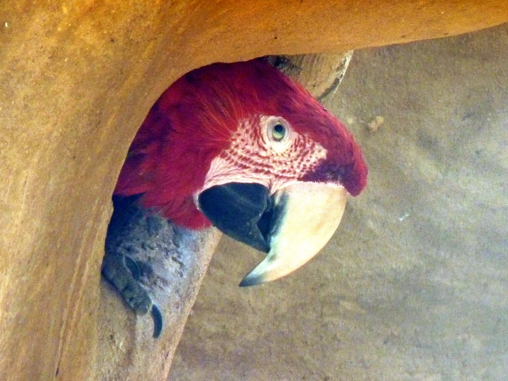 Foto: Parque das aves. - Foz do Iguaçu (Paraná), Brasil