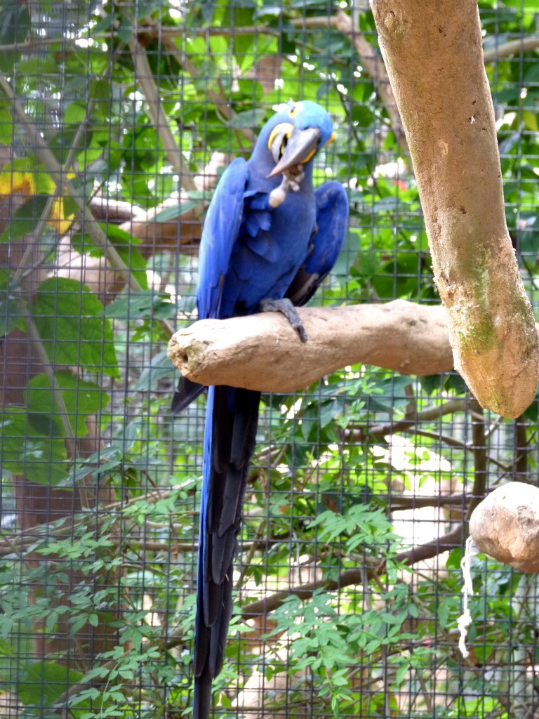 Foto: Parque das aves. - Foz do Iguaçu (Paraná), Brasil