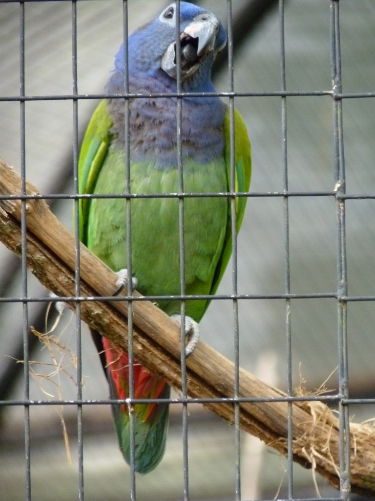 Foto: Parque das aves. - Foz do Iguaçu (Paraná), Brasil