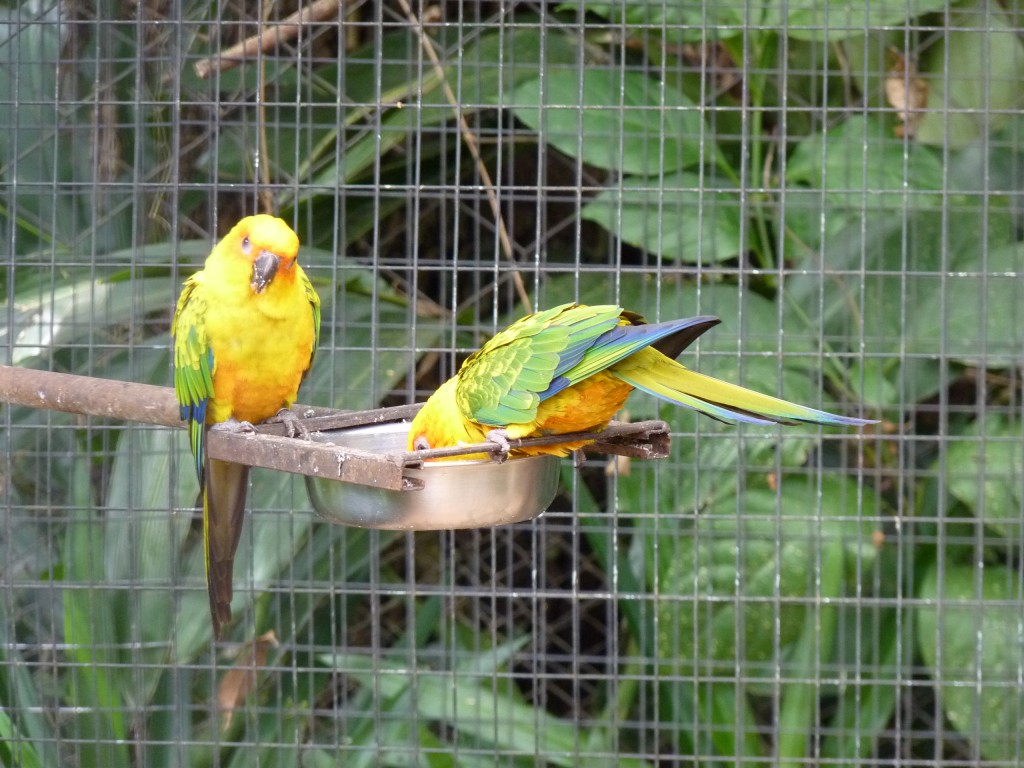 Foto: Parque das aves. - Foz do Iguaçu (Paraná), Brasil