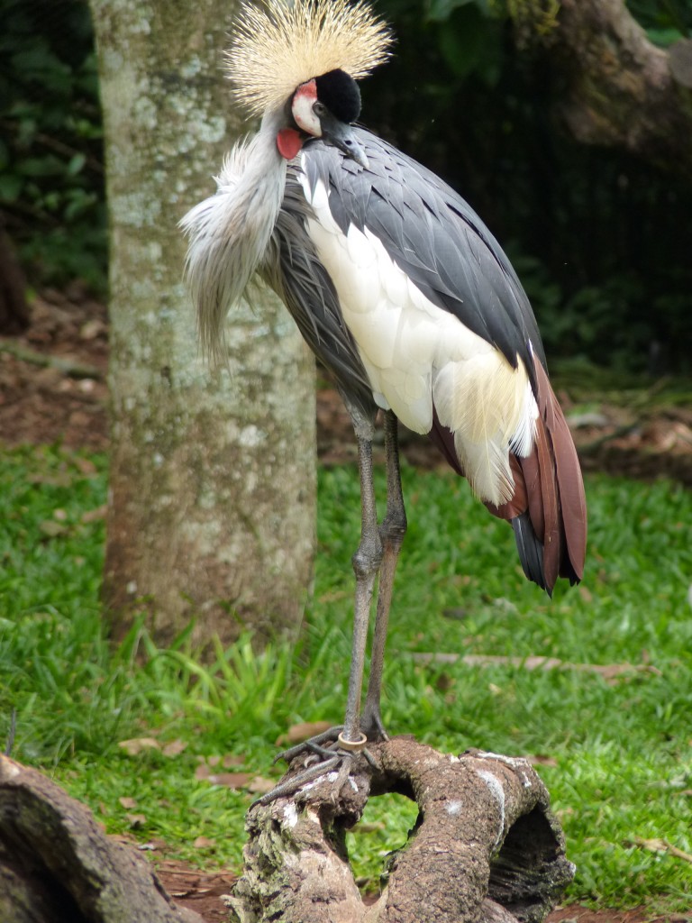Foto: Parque das aves. - Foz do Iguaçu (Paraná), Brasil