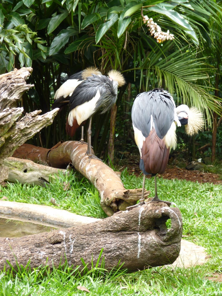 Foto: Parque das aves. - Foz do Iguaçu (Paraná), Brasil
