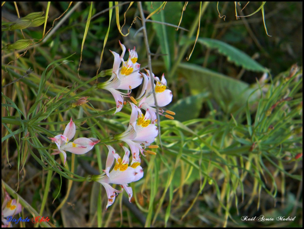 Foto de Coya (Libertador General Bernardo OʼHiggins), Chile