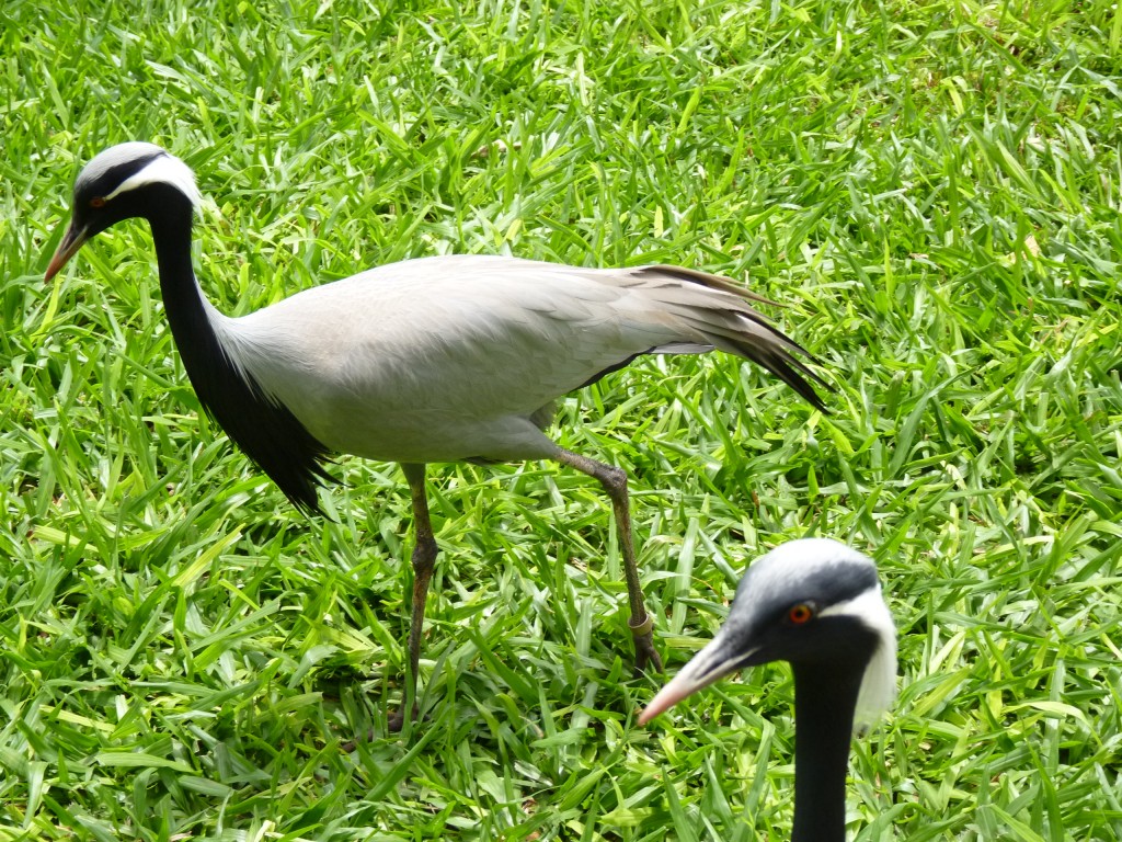 Foto: Parque das aves - Foz do Iguaçu (Paraná), Brasil