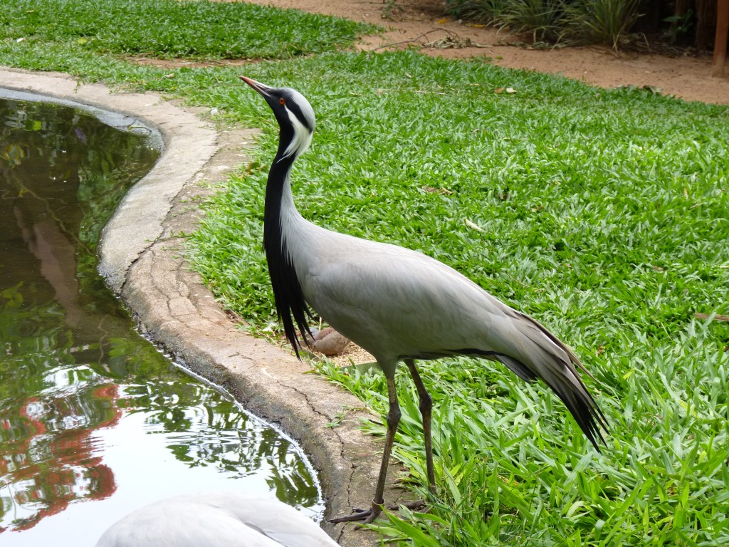 Foto: Parque das aves - Foz do Iguaçu (Paraná), Brasil