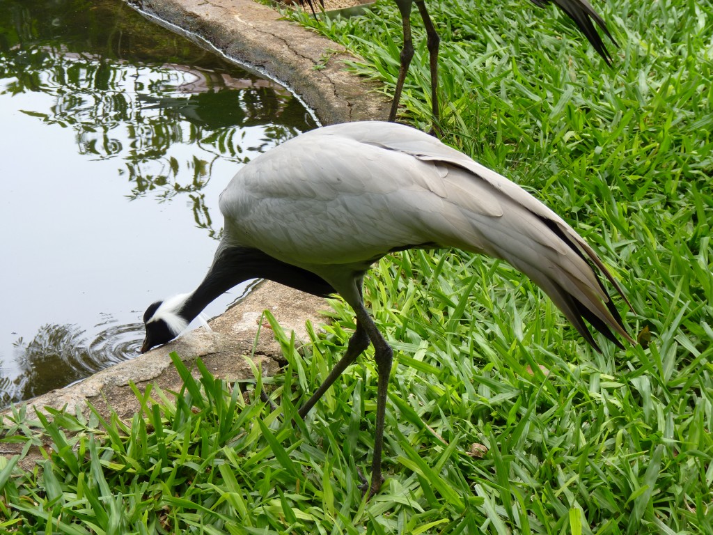 Foto: Parque das aves - Foz do Iguaçu (Paraná), Brasil