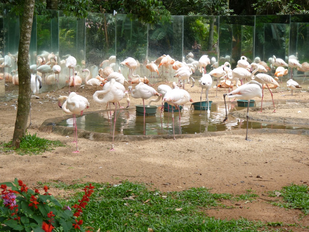 Foto: Parque das aves - Foz do Iguaçu (Paraná), Brasil
