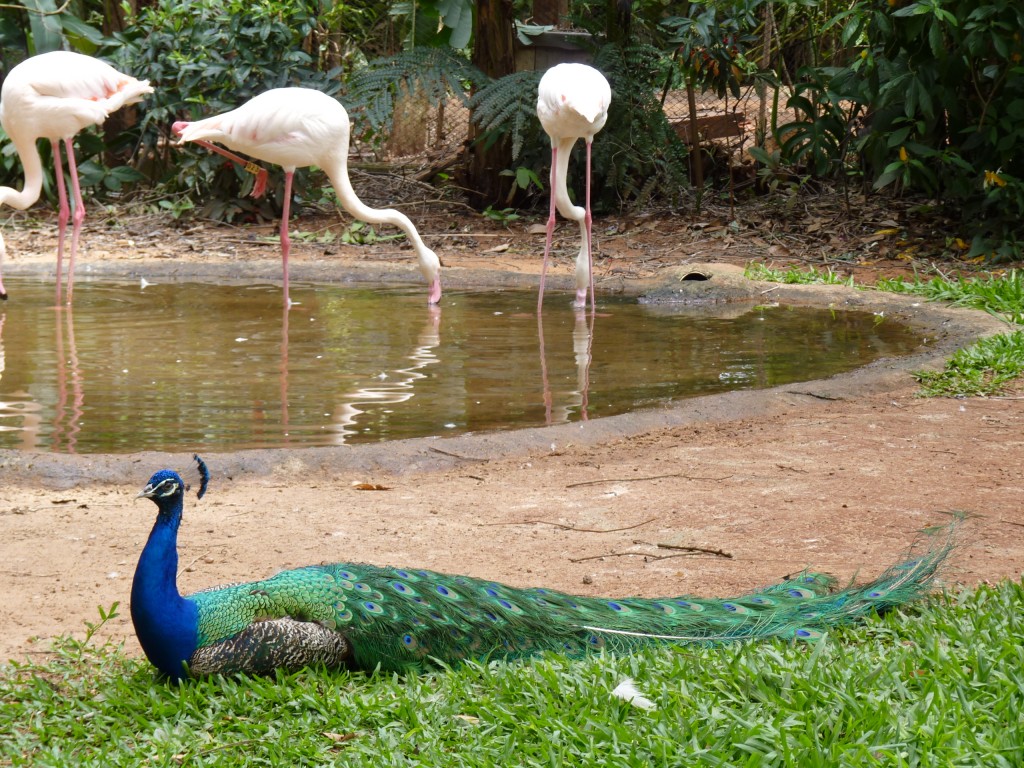 Foto: Parque das aves - Foz do Iguaçu (Paraná), Brasil