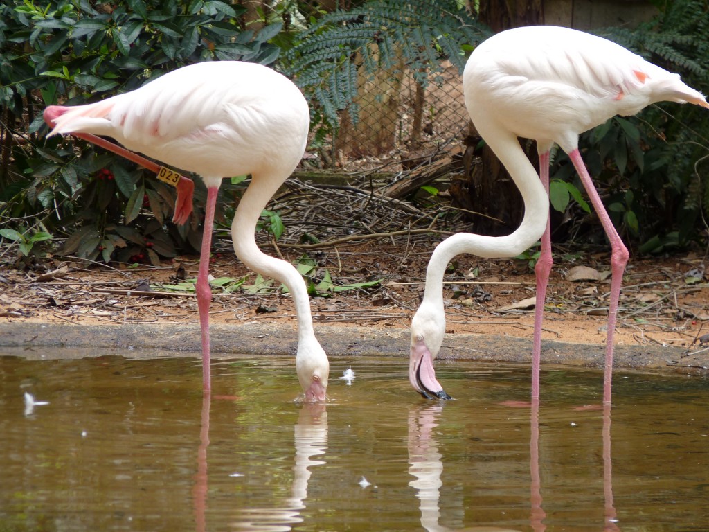 Foto: Parque das aves - Foz do Iguaçu (Paraná), Brasil