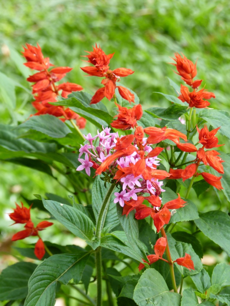 Foto: Parque das aves - Foz do Iguaçu (Paraná), Brasil