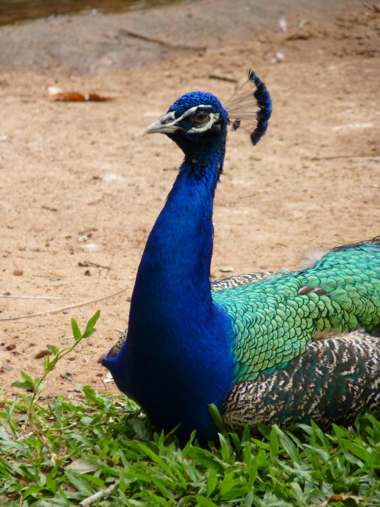 Foto: Parque das aves - Foz do Iguaçu (Paraná), Brasil