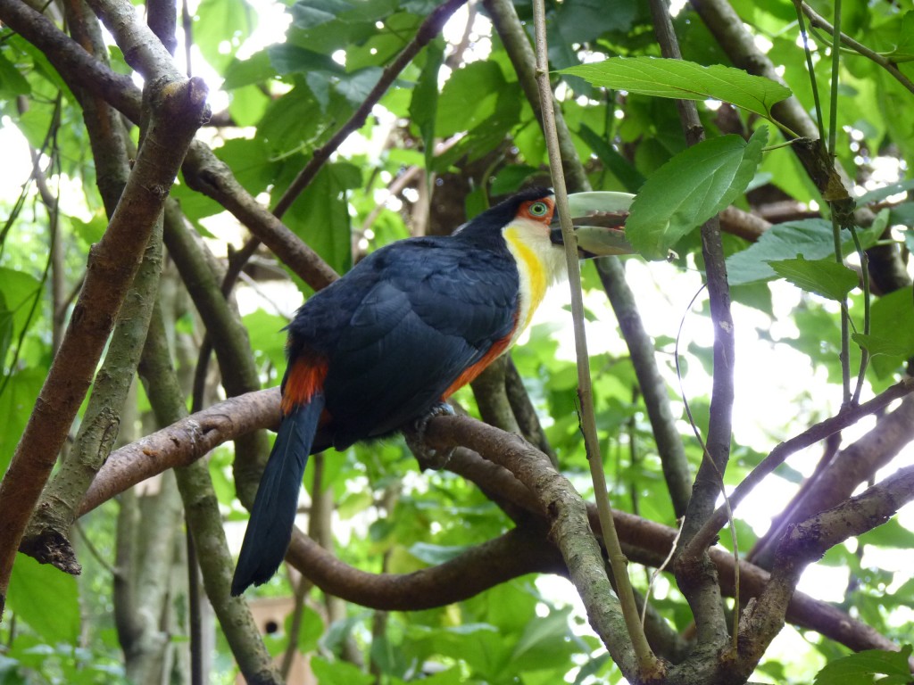 Foto: Parque das aves - Foz do Iguaçu (Paraná), Brasil