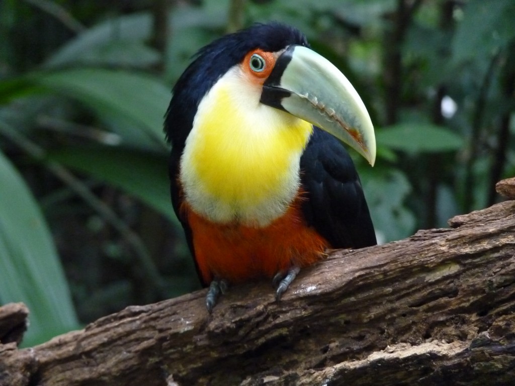 Foto: Parque das aves - Foz do Iguaçu (Paraná), Brasil