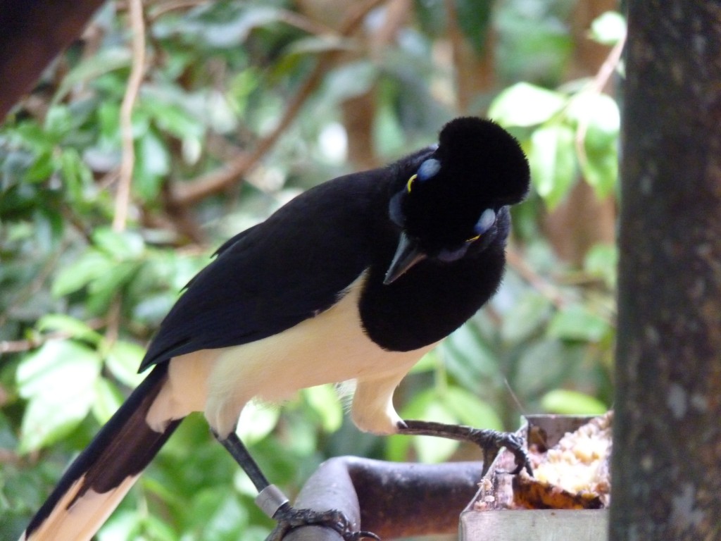 Foto: Parque das aves. - Foz do Iguaçu (Paraná), Brasil