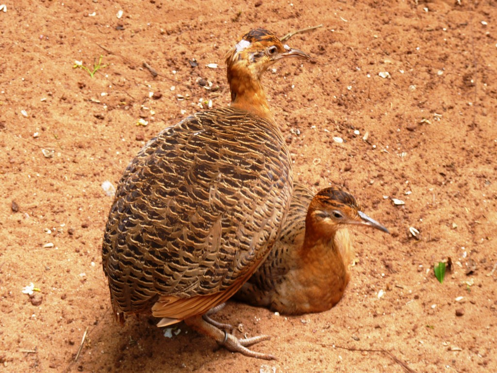 Foto: Parque das aves. - Foz do Iguaçu (Paraná), Brasil