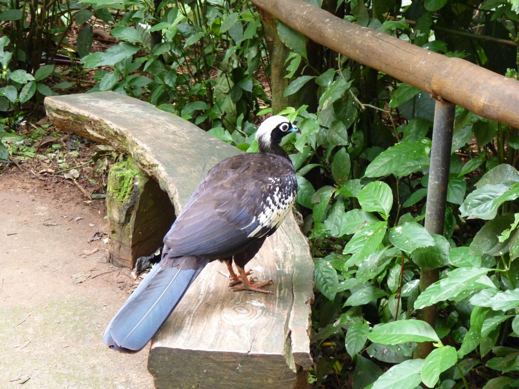 Foto: Parque das aves. - Foz do Iguaçu (Paraná), Brasil