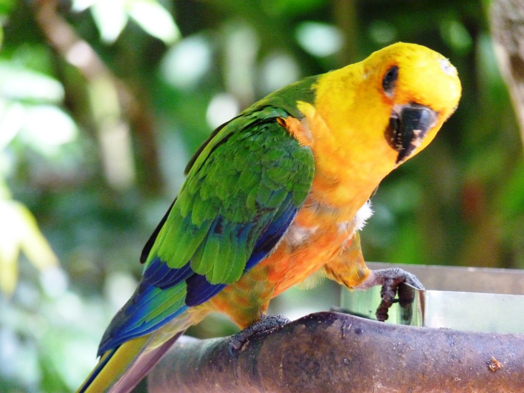 Foto: Parque das aves. - Foz do Iguaçu (Paraná), Brasil
