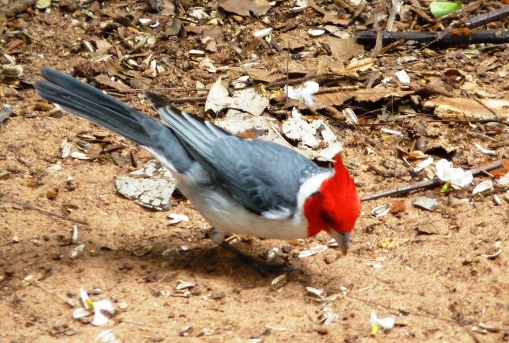 Foto: Parque das aves. - Foz do Iguaçu (Paraná), Brasil