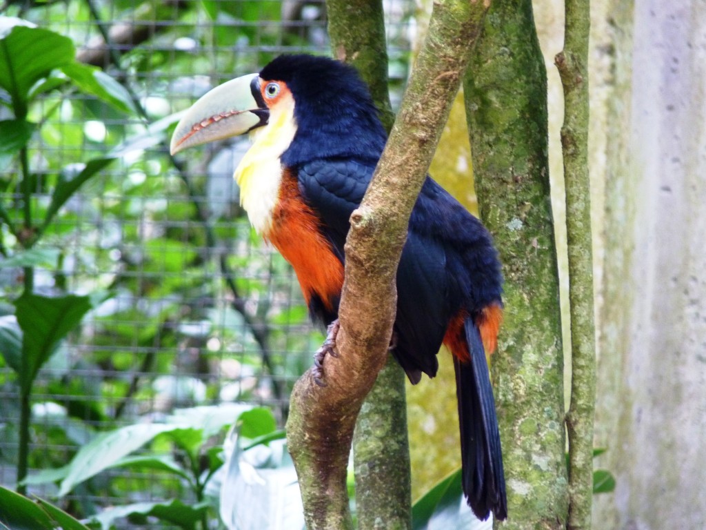 Foto: Parque das aves. - Foz do Iguaçu (Paraná), Brasil