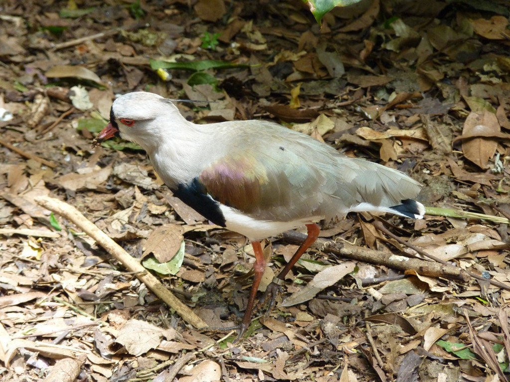 Foto: Parque das aves. - Foz do Iguaçu (Paraná), Brasil