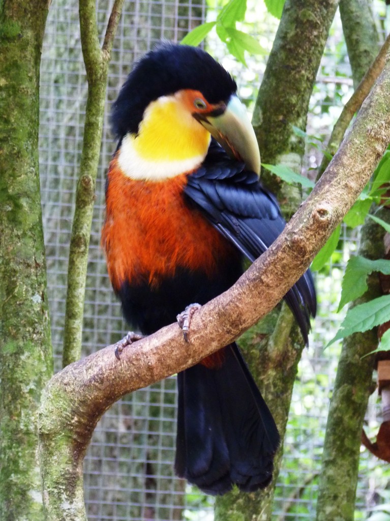 Foto: Parque das aves. - Foz do Iguaçu (Paraná), Brasil
