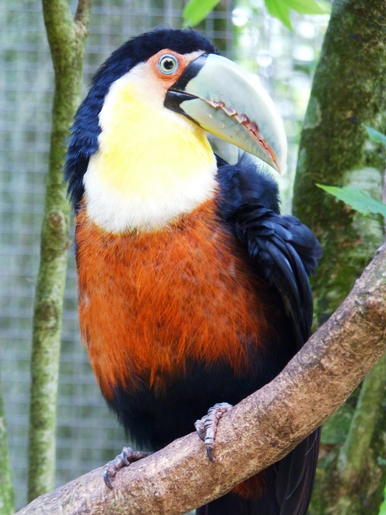 Foto: Parque das aves. - Foz do Iguaçu (Paraná), Brasil