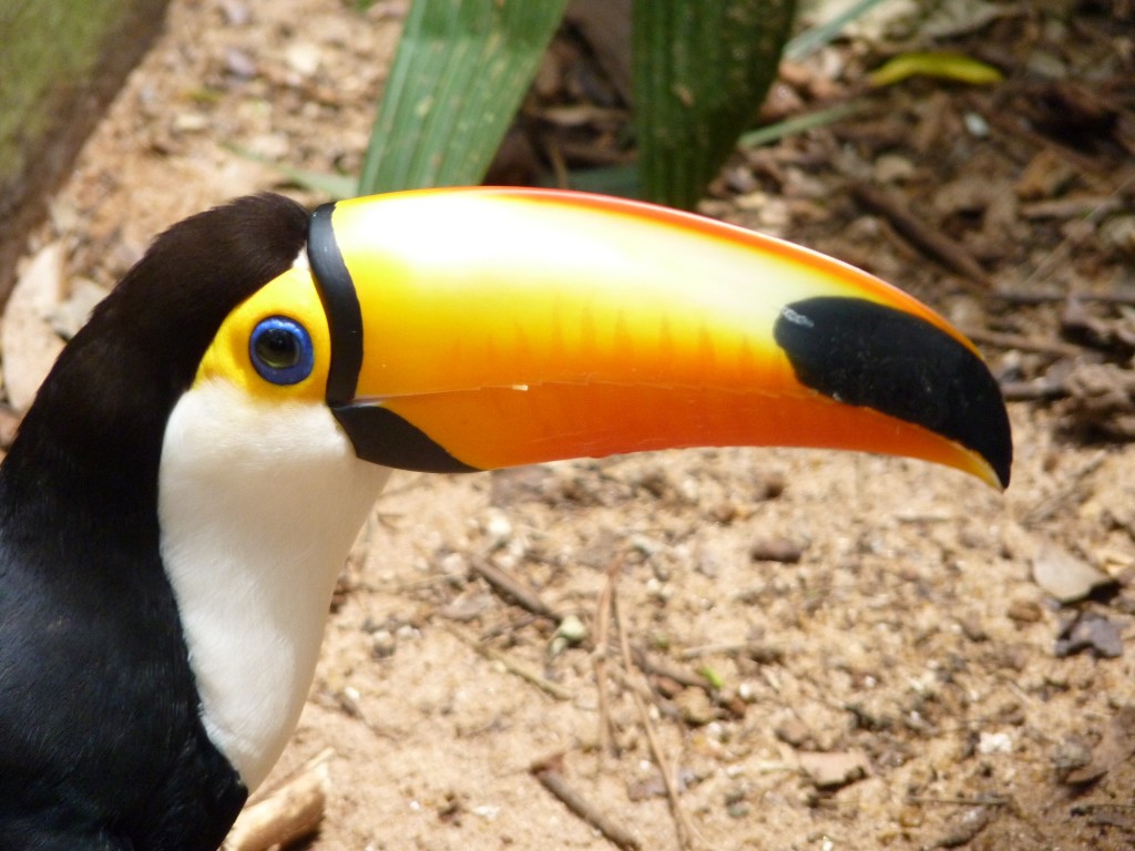 Foto: Parque das aves. - Foz do Iguaçu (Paraná), Brasil