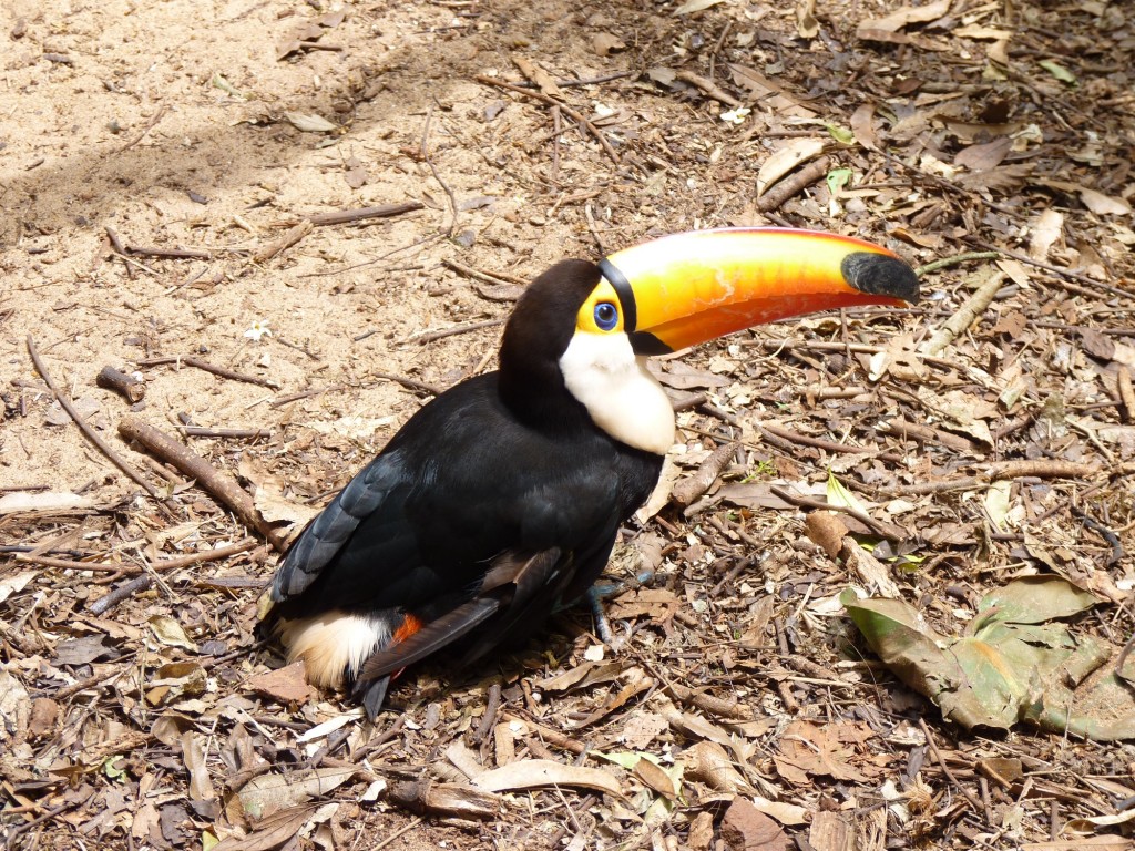 Foto: Parque das aves. - Foz do Iguaçu (Paraná), Brasil
