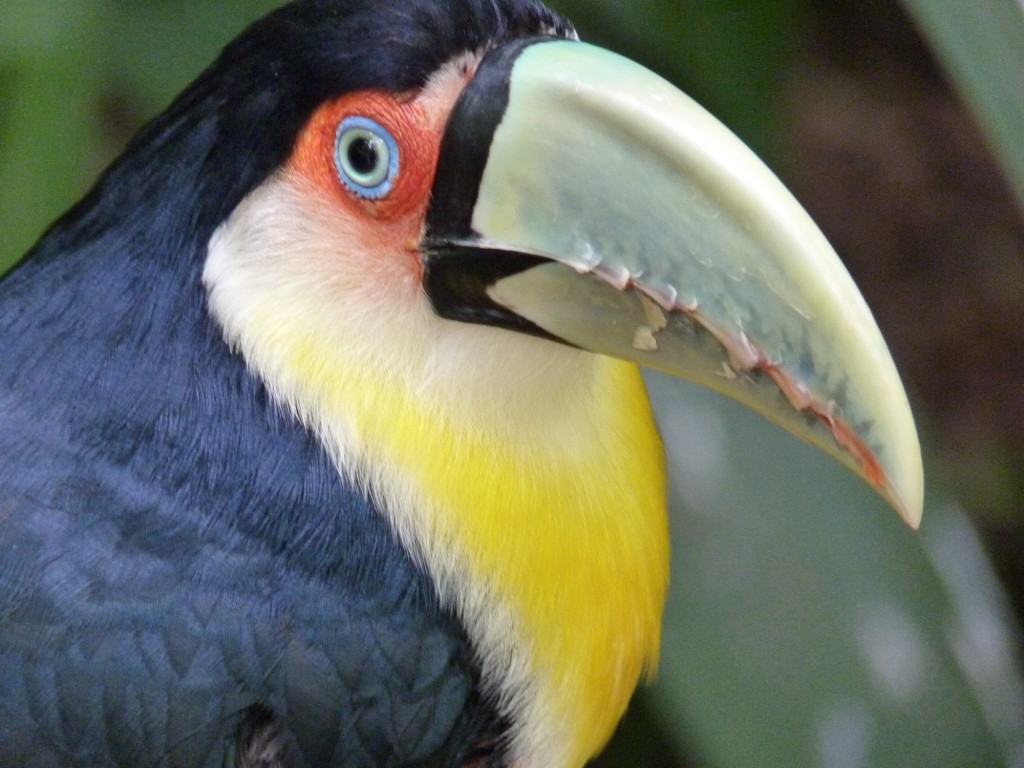 Foto: Parque das aves. - Foz do Iguaçu (Paraná), Brasil