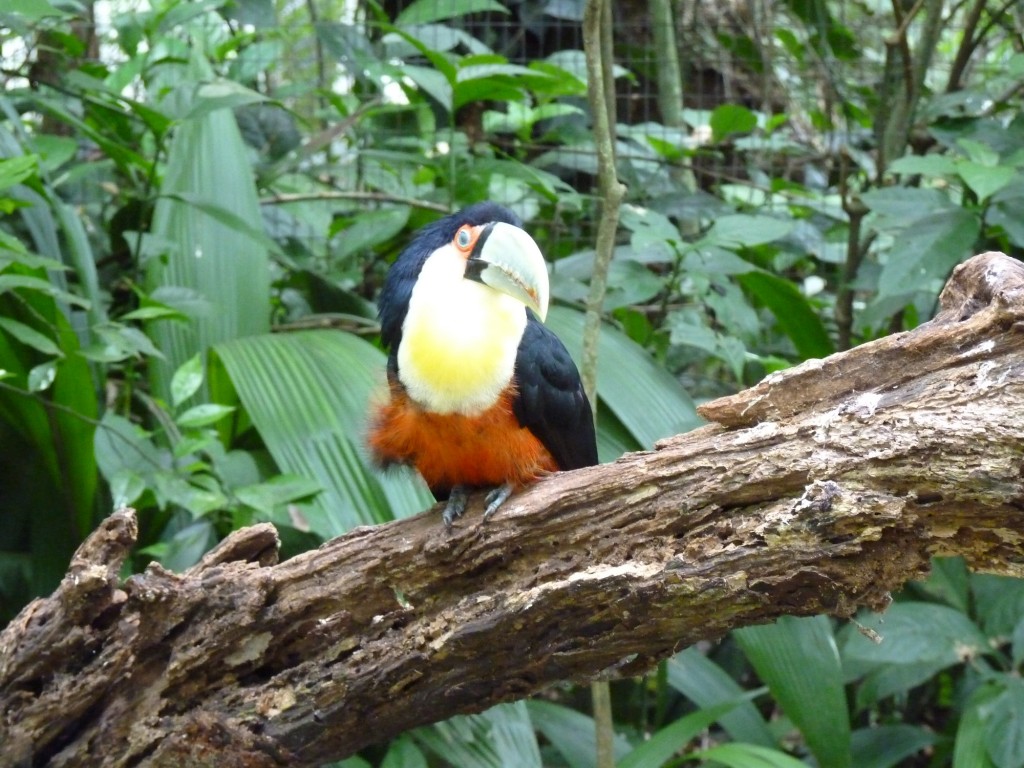 Foto: Parque das aves. - Foz do Iguaçu (Paraná), Brasil