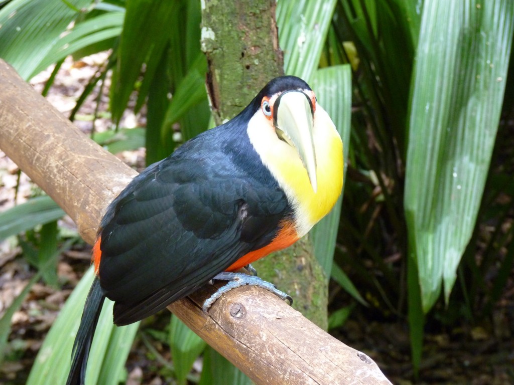 Foto: Parque das aves. - Foz do Iguaçu (Paraná), Brasil