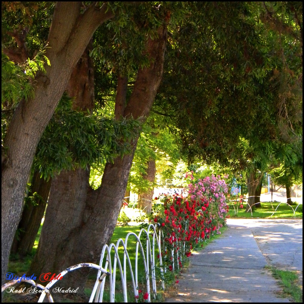 Foto de Coya (Libertador General Bernardo OʼHiggins), Chile