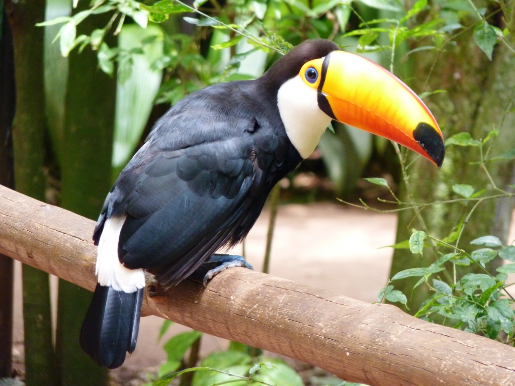 Foto: Parque das aves. - Foz do Iguaçu (Paraná), Brasil