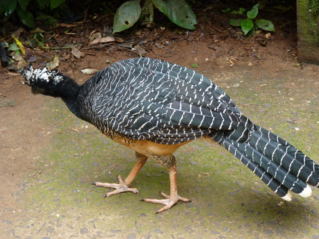 Foto: Parque das aves. - Foz do Iguaçu (Paraná), Brasil